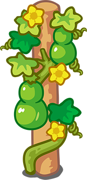 Gourd Vines