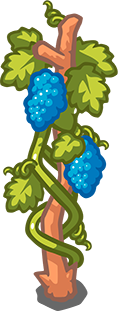 Voluptuous grapes
